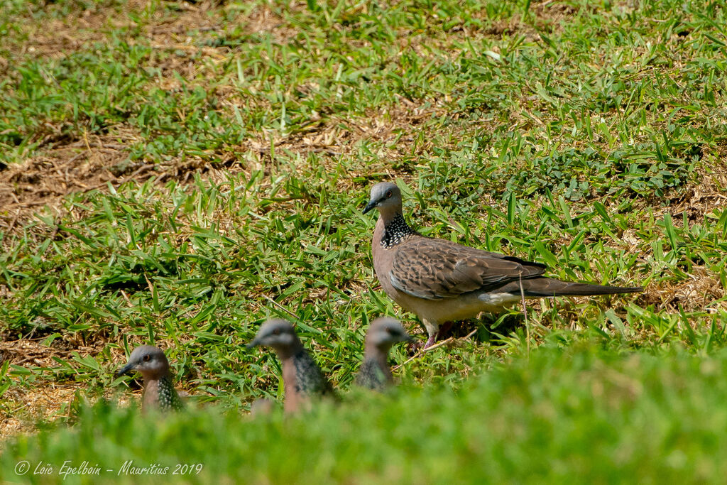 Spotted Dove