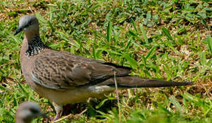 Spotted Dove