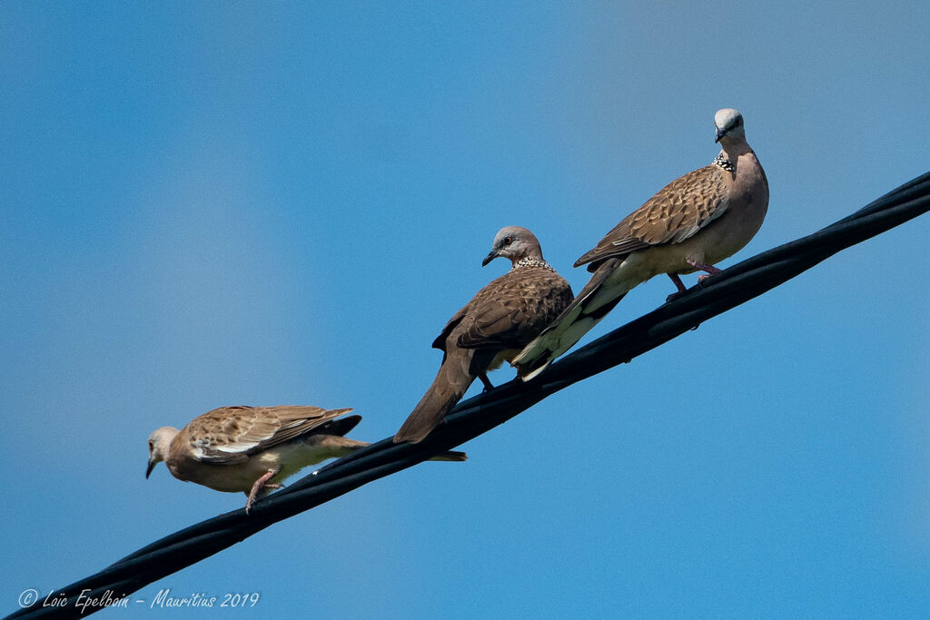 Spotted Dove