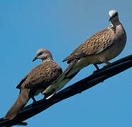 Spotted Dove