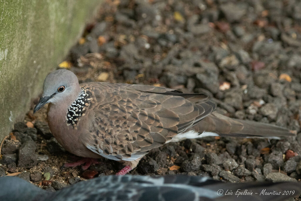 Spotted Dove