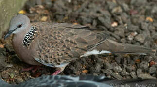 Spotted Dove