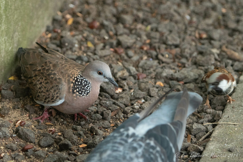 Spotted Dove