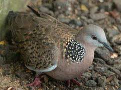 Spotted Dove