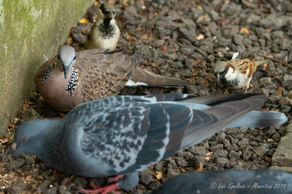 Spotted Dove