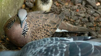 Spotted Dove