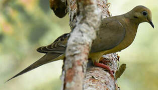 Mourning Dove