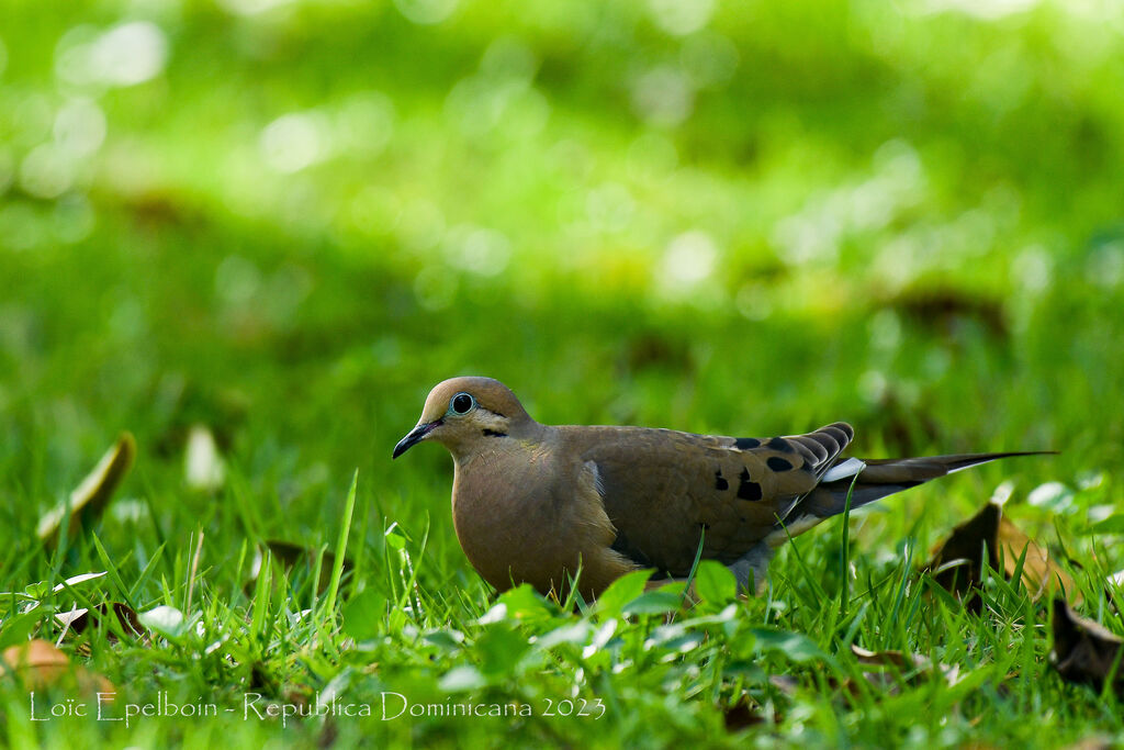 Mourning Dove