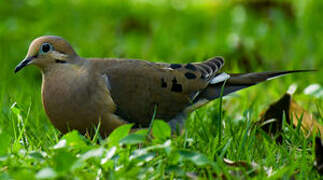 Mourning Dove