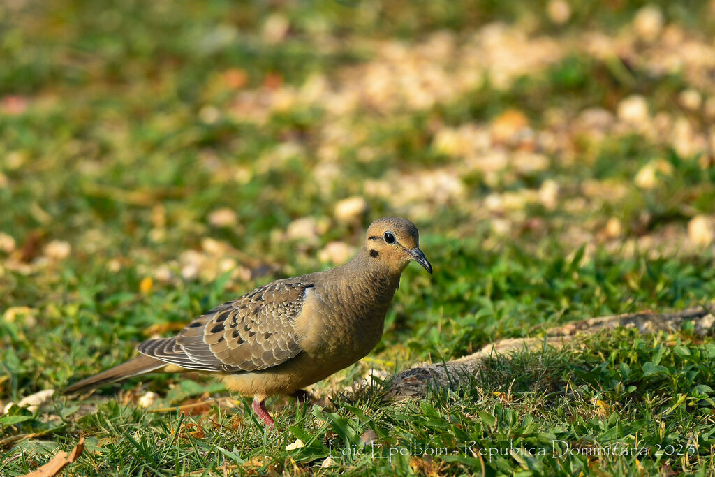 Mourning Dove