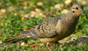 Mourning Dove