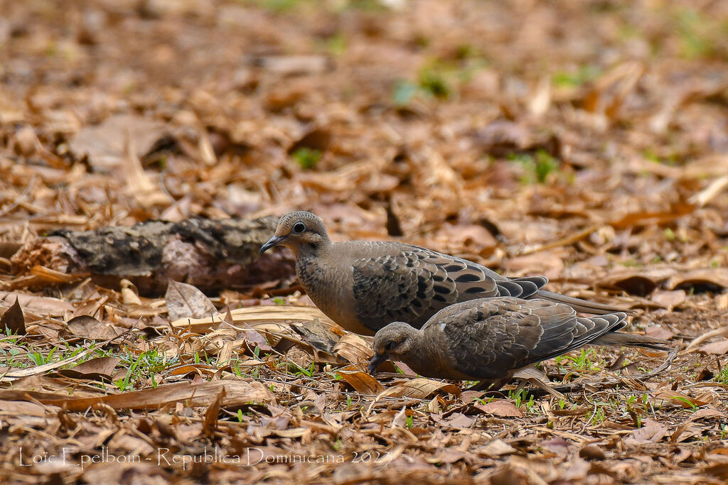 Mourning Dove