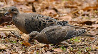 Mourning Dove