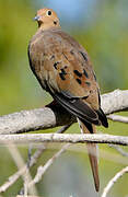 Mourning Dove