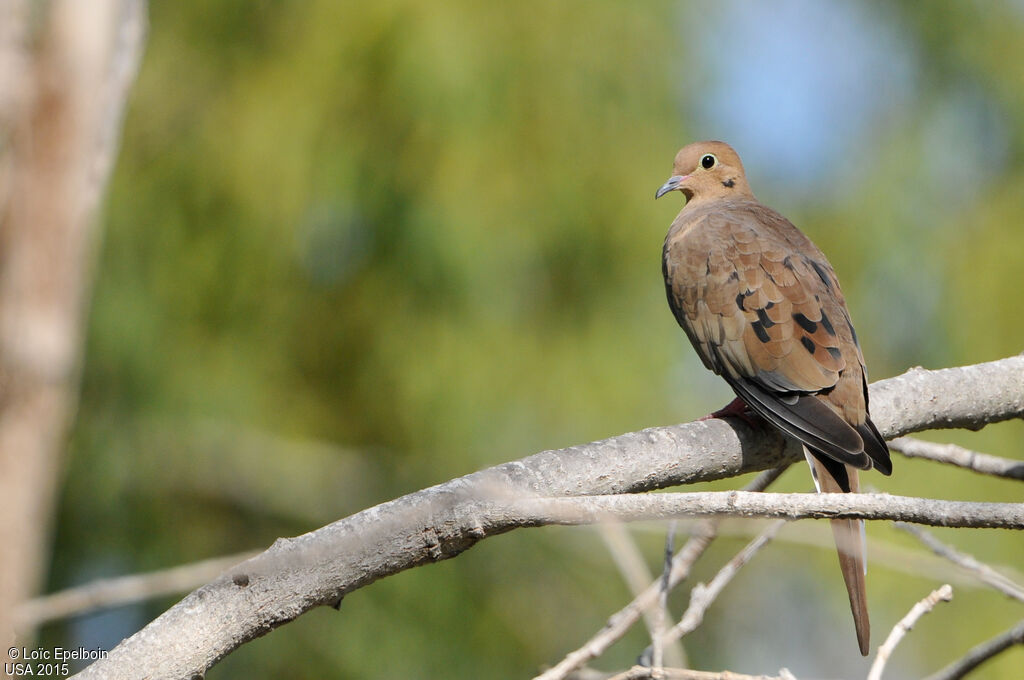 Mourning Dove