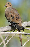 Mourning Dove