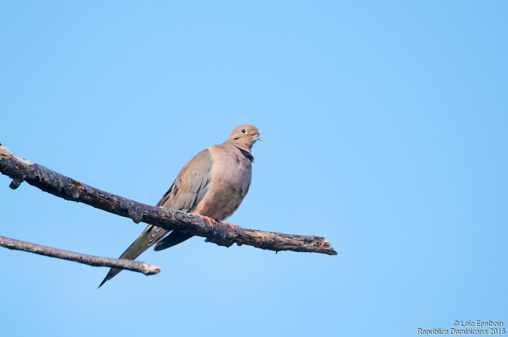 Mourning Dove