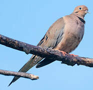 Mourning Dove