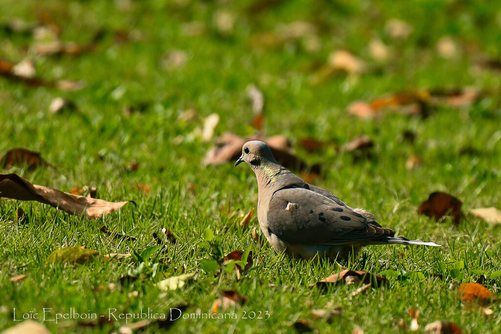 Mourning Dove