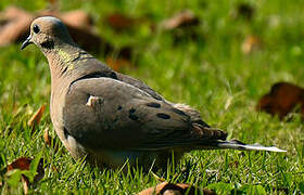 Mourning Dove