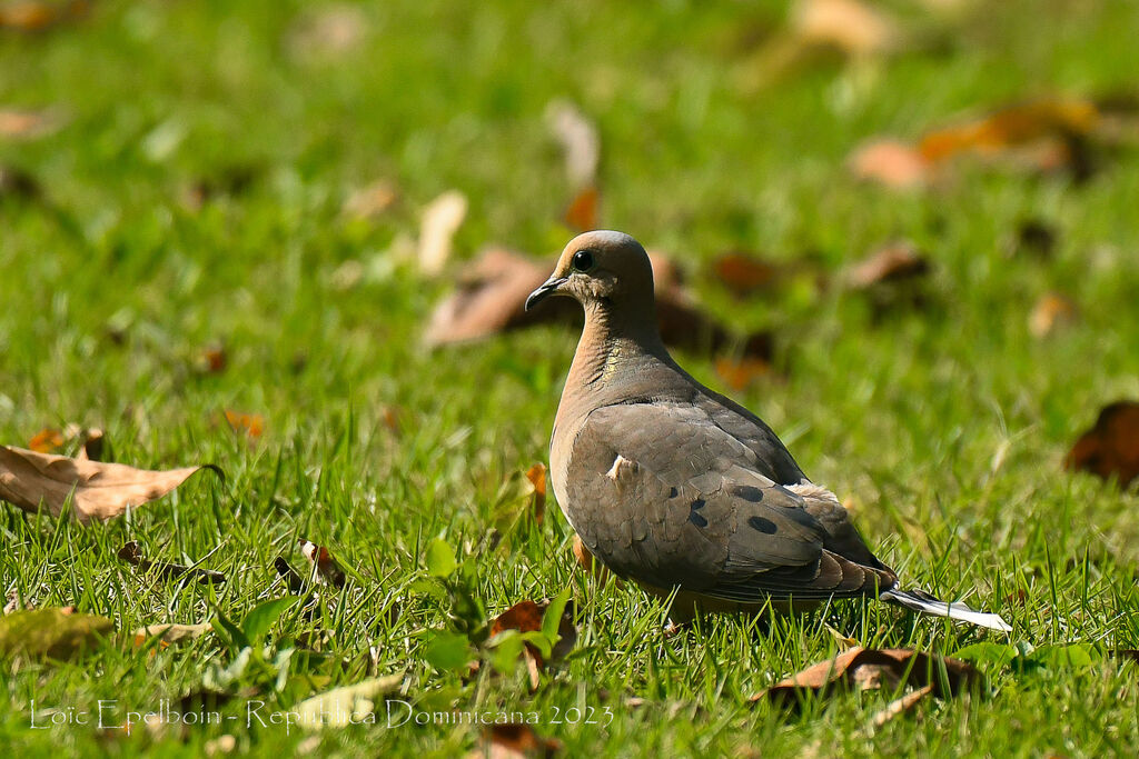 Mourning Dove