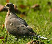 Mourning Dove