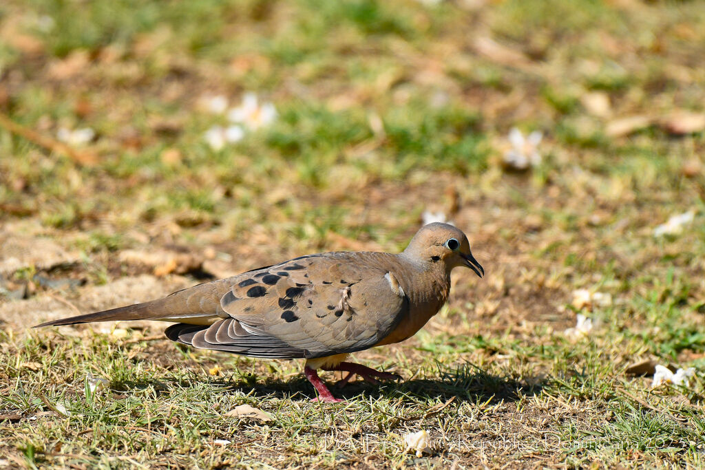 Mourning Dove