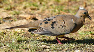 Mourning Dove