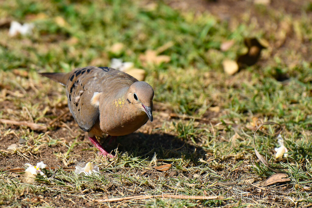 Mourning Dove