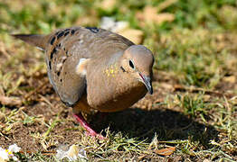 Mourning Dove