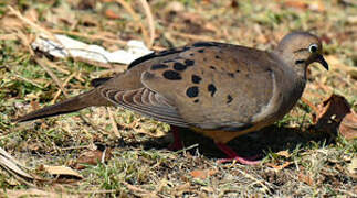 Mourning Dove