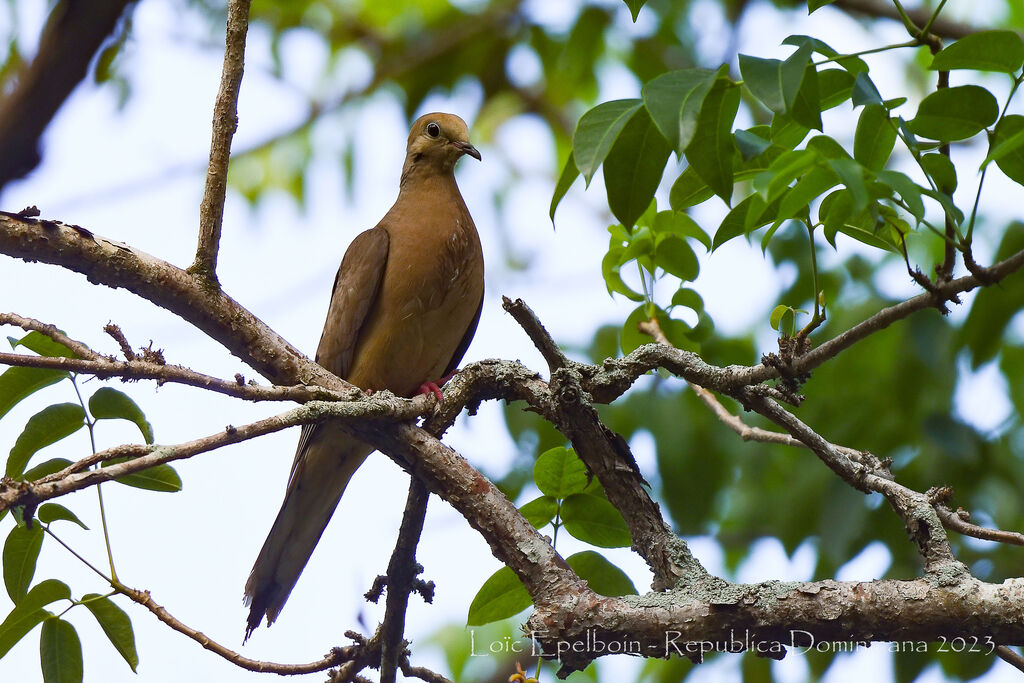 Mourning Dove