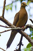 Mourning Dove