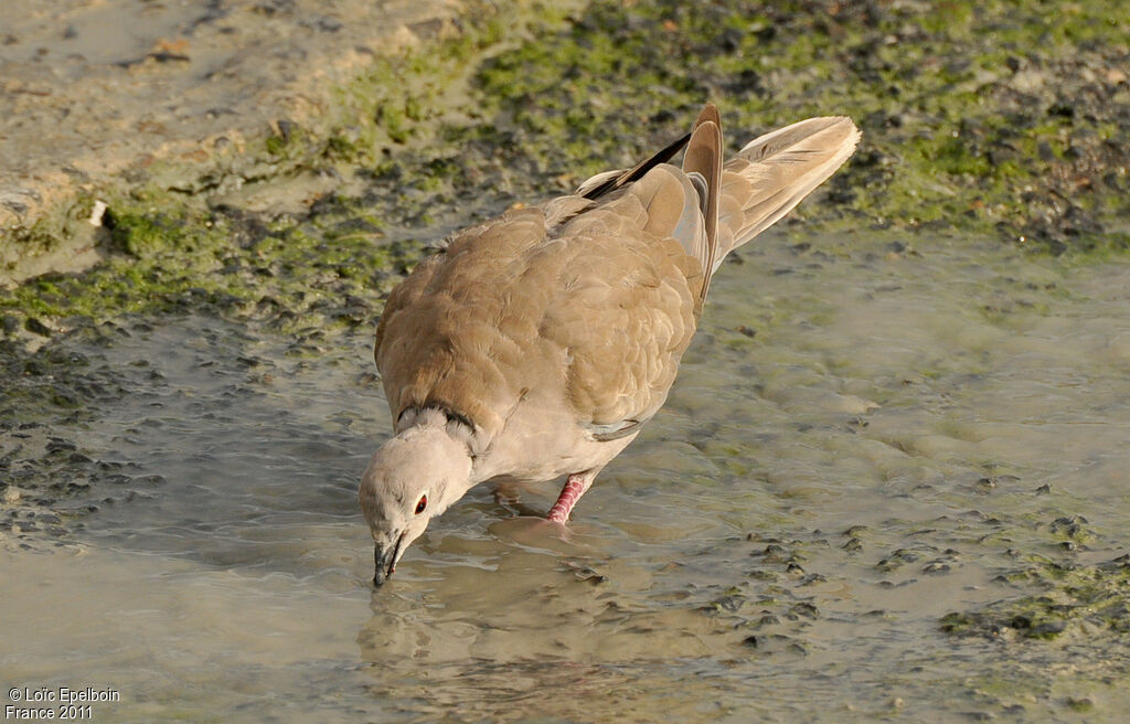 Eurasian Collared Dove