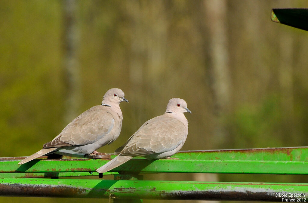 Eurasian Collared Dove