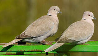 Eurasian Collared Dove