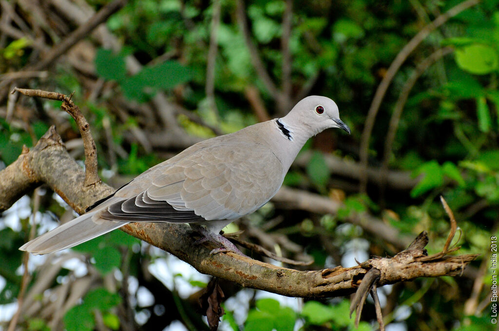 Eurasian Collared Dove