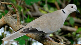 Eurasian Collared Dove