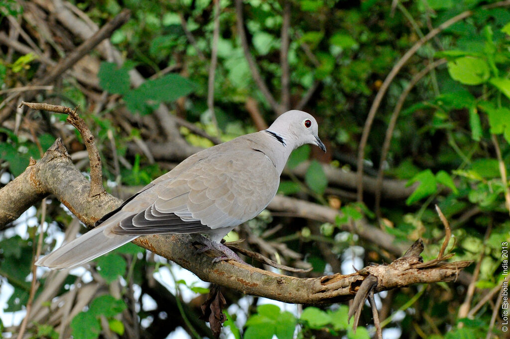 Eurasian Collared Dove