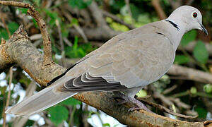 Eurasian Collared Dove