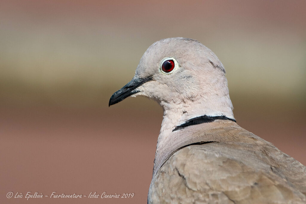 Eurasian Collared Dove