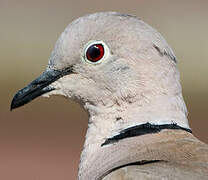 Eurasian Collared Dove