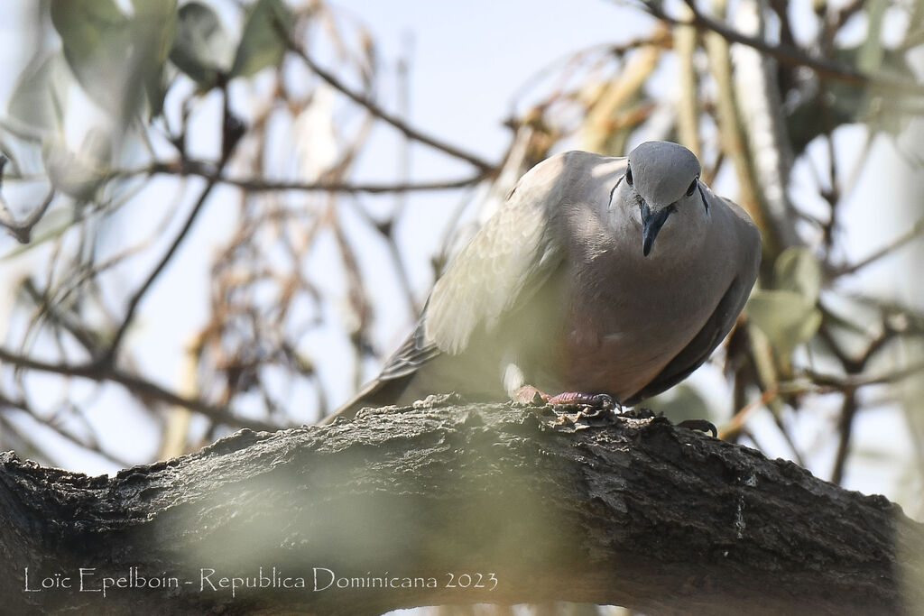 Eurasian Collared Dove