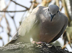 Eurasian Collared Dove