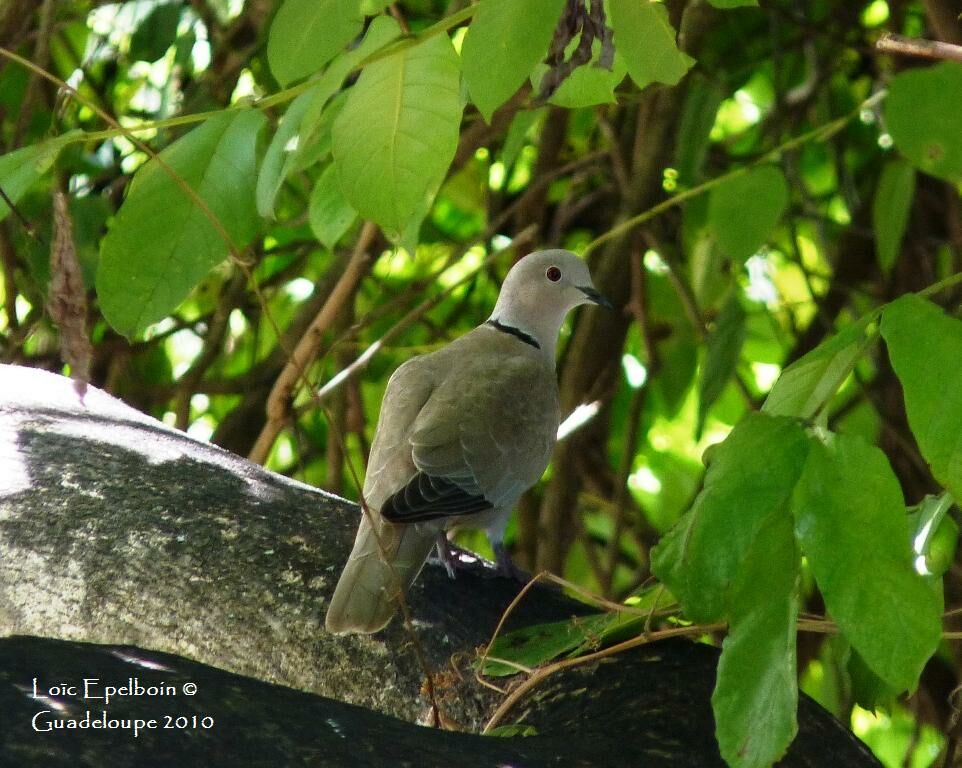 Eurasian Collared Dove