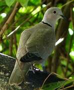 Eurasian Collared Dove