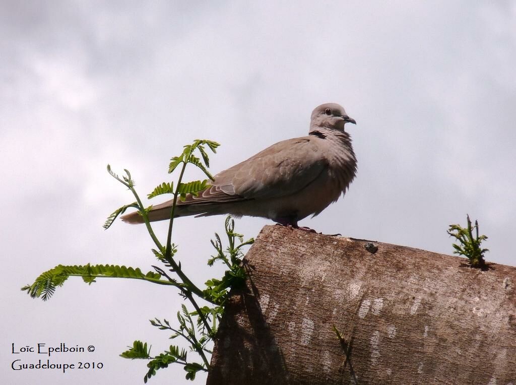 Eurasian Collared Dove