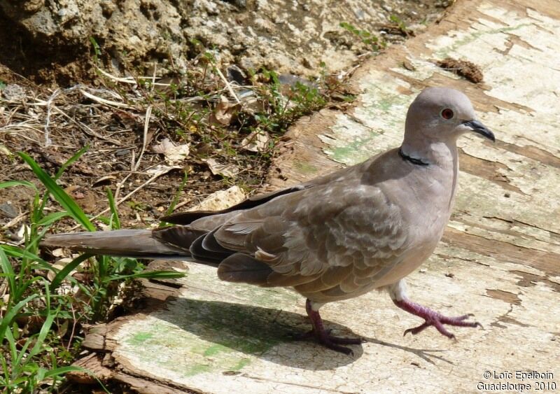 Eurasian Collared Dove