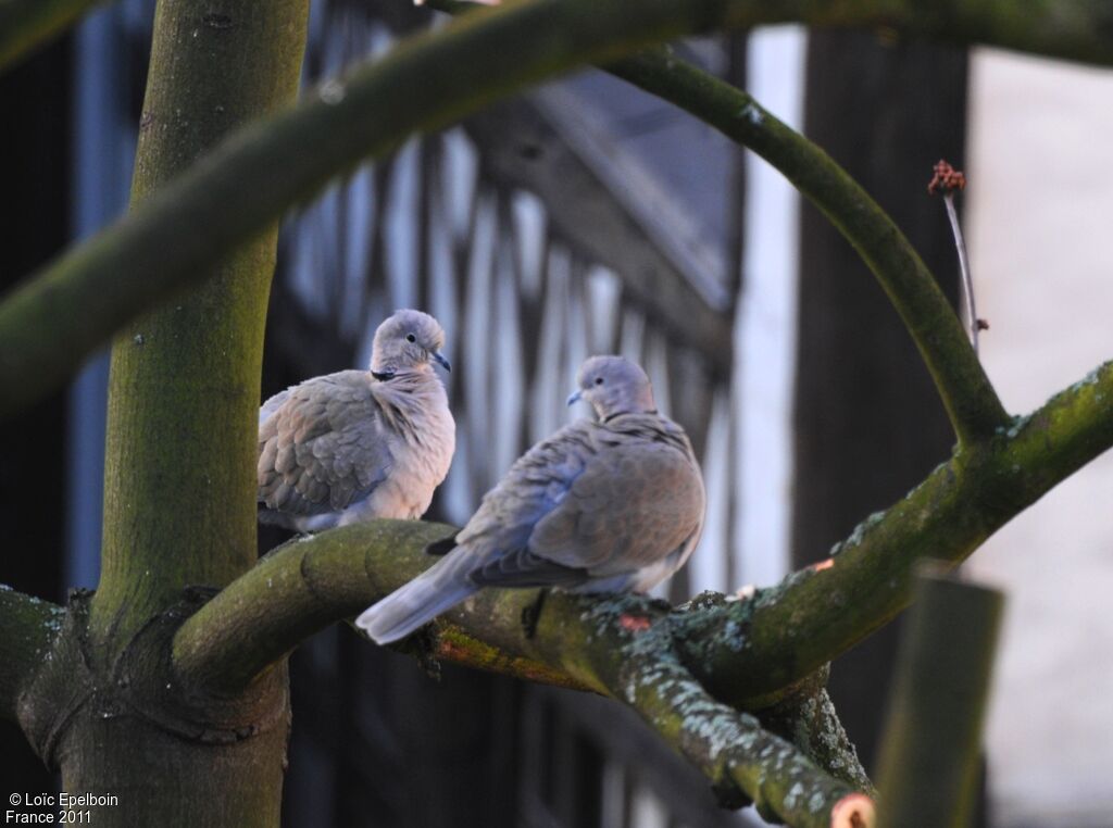 Eurasian Collared Dove