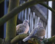 Eurasian Collared Dove